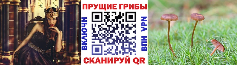 Псилоцибиновые грибы Psilocybe  Черепаново 